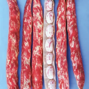 Fagiolo Borlotto Nano Grecale 100gr